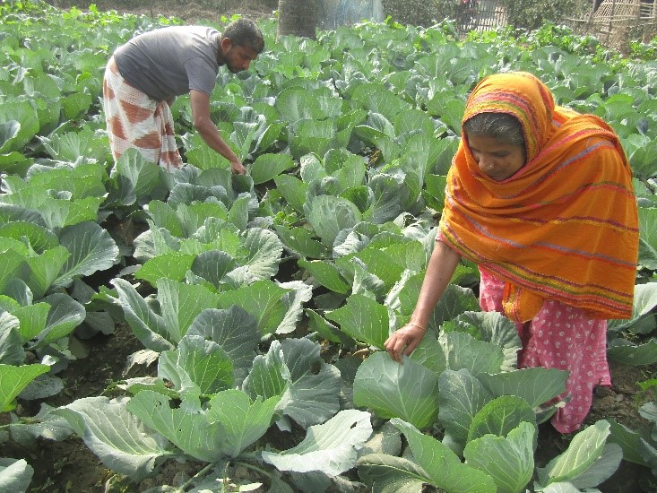 Smallholders in Bangladesh transform their drought-prone farms